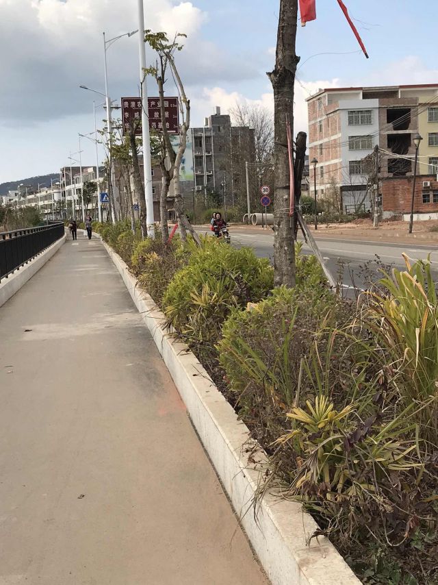 五华华城沿江路绿化一景