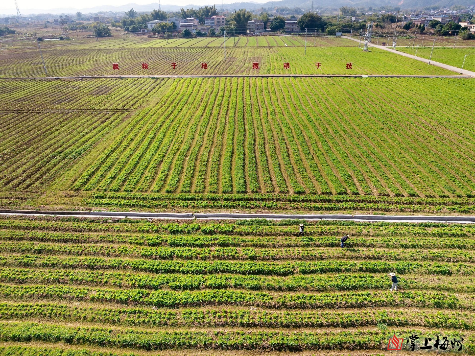 聚力百千万工程兴宁叶塘镇立足资源优势发力工农旅推动城乡融合发展