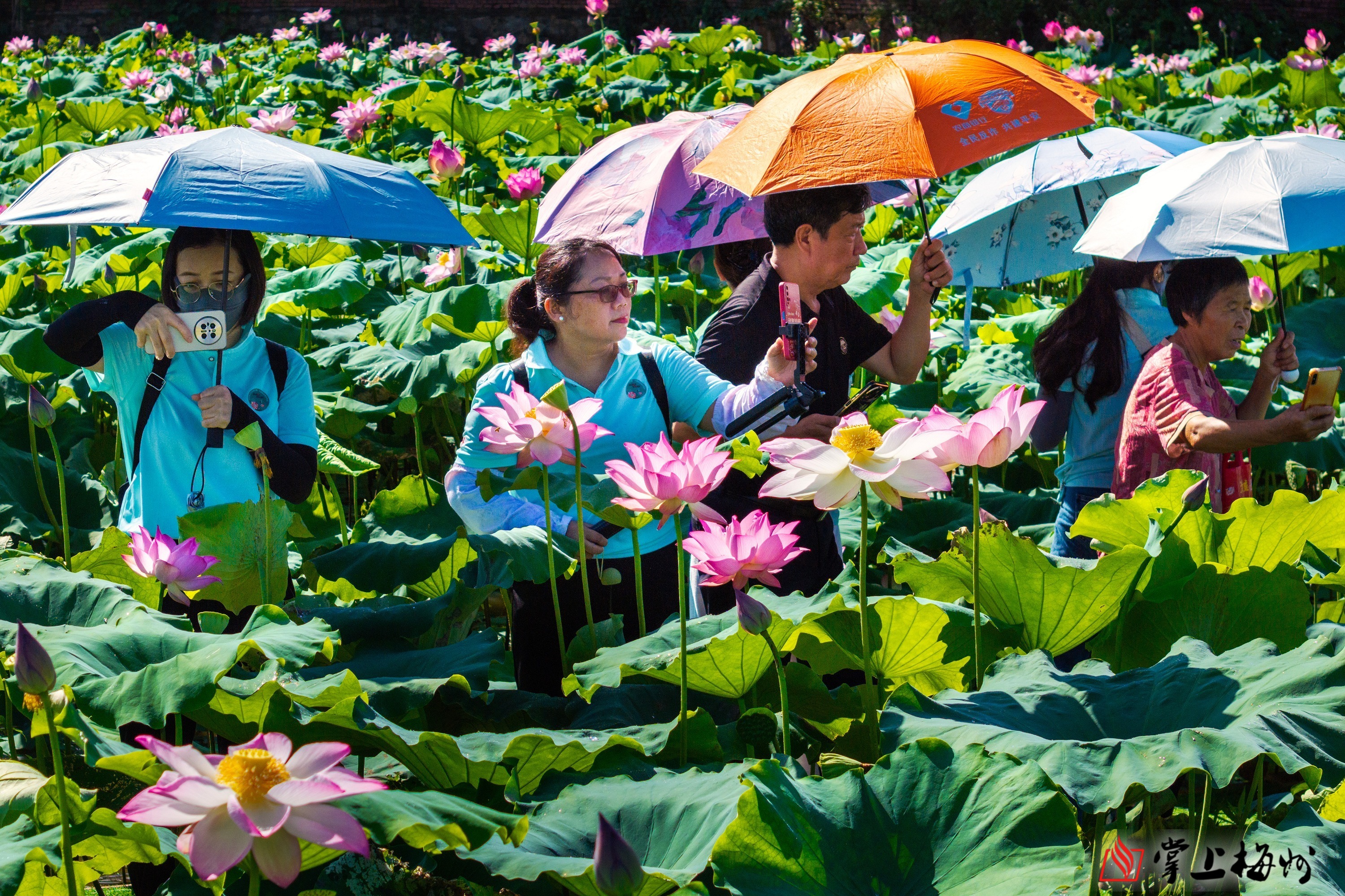 接天莲叶映乡村,荷香四溢促振兴!兴宁市新圩镇开展荷花节系列活动