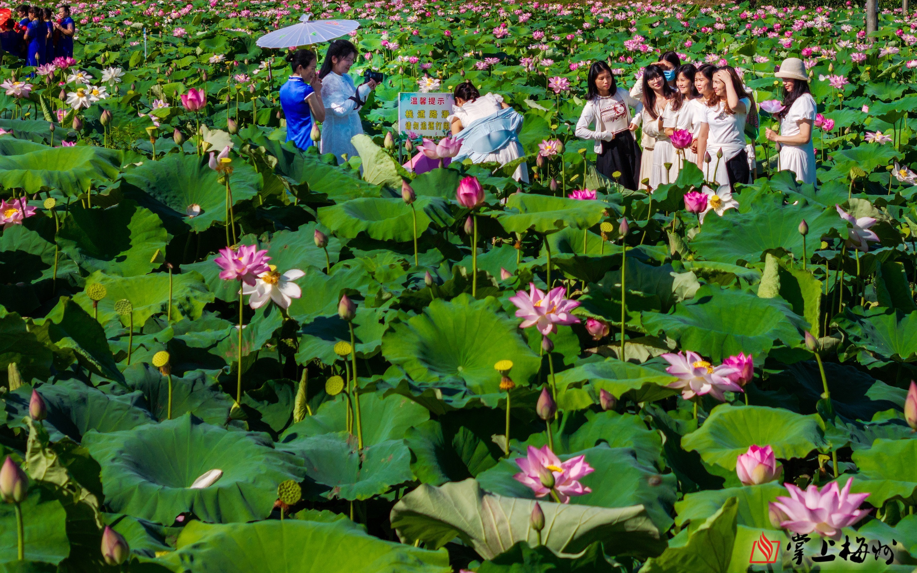 接天莲叶映乡村,荷香四溢促振兴!兴宁市新圩镇开展荷花节系列活动
